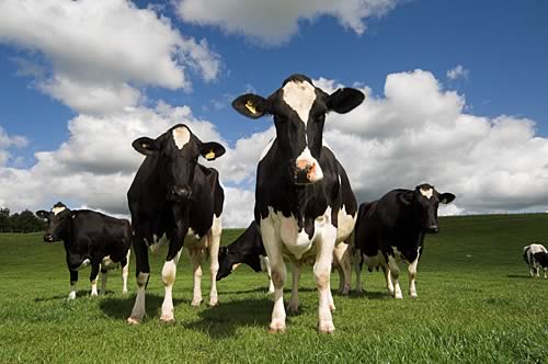 Farm Images